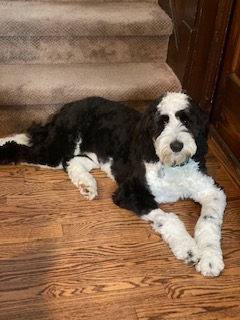 Black and White sheepadoodle puppy