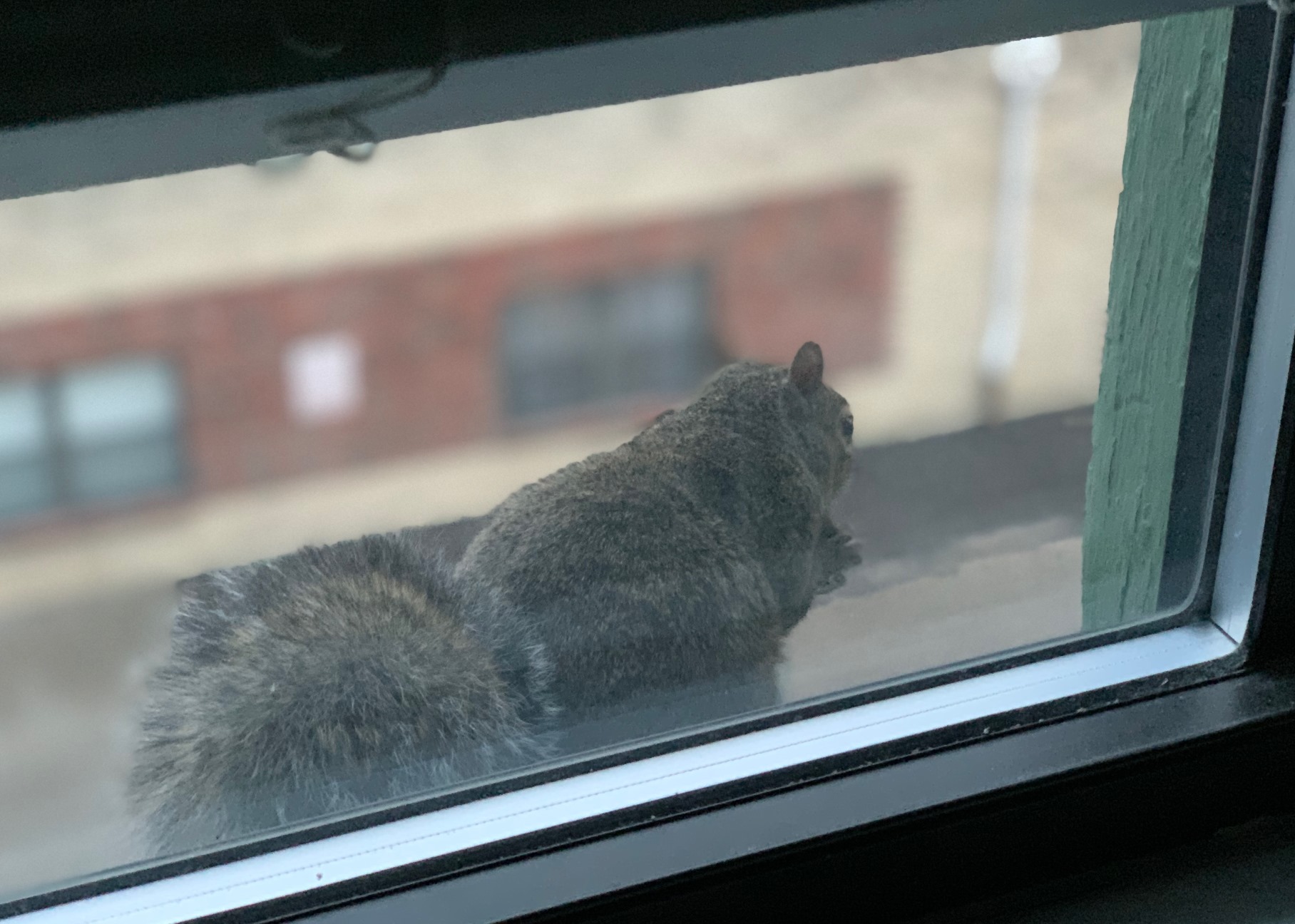 Squirrel on window ledge